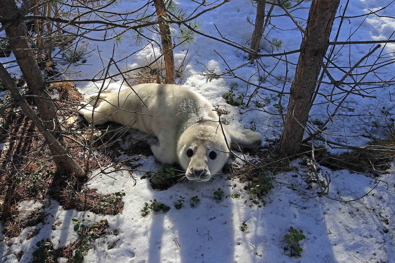 Kuutti löytyi pötköttelemästä puiden alta.