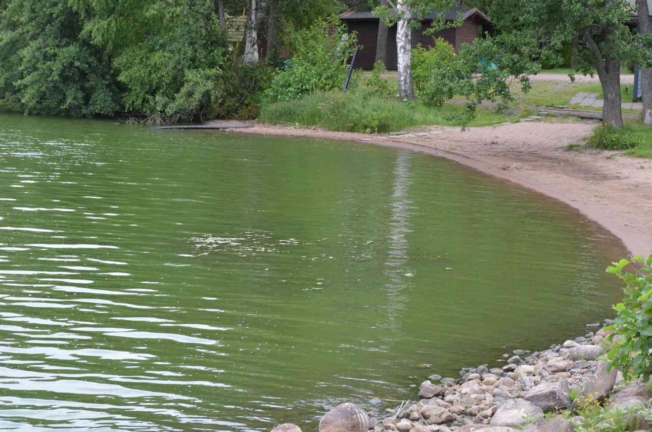 Pahimmillaan sinilevä voi puuroutua paksuksi vihreänharmaaksi massaksi.
