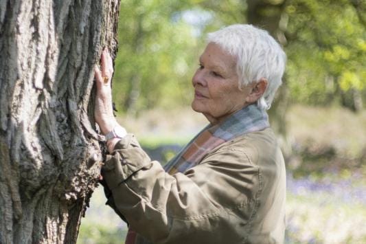 Näyttelijä Judi Dench on elänyt koko elämänsä lähellä Britannian vanhimpia metsiä, ja hän oppinut arvostamaan puita lapsesta lähtien. KUVA: Yle Kuvapalvelu