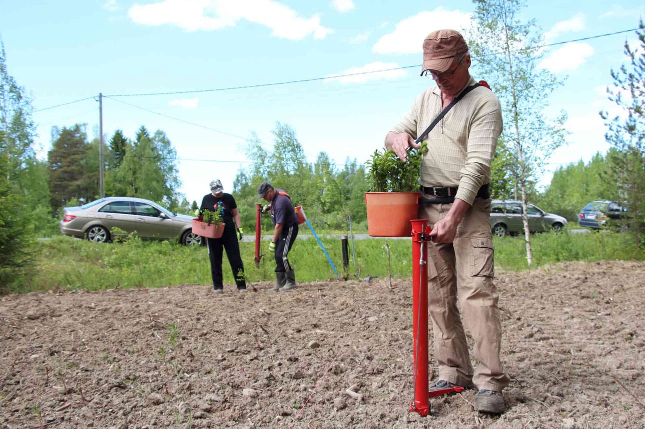 Pentti Gallenilta kävi laatuun kuusentaimien istutus. Klubilaiset arvelevat, että joulukuusimittaan taimet ehtivät noin kolmessa vuodessa.