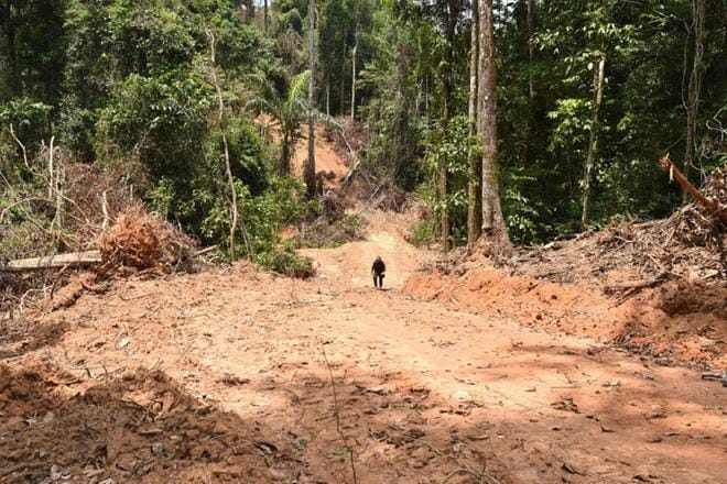 Brasilian kansallisen avaruustutkimusinstituutti INPE:n mukaan vuodessa Brasilian Amazonilta katosi metsää yli 13 000 neliökilometriä. Lehtikuva / AFP Evaristo Sa