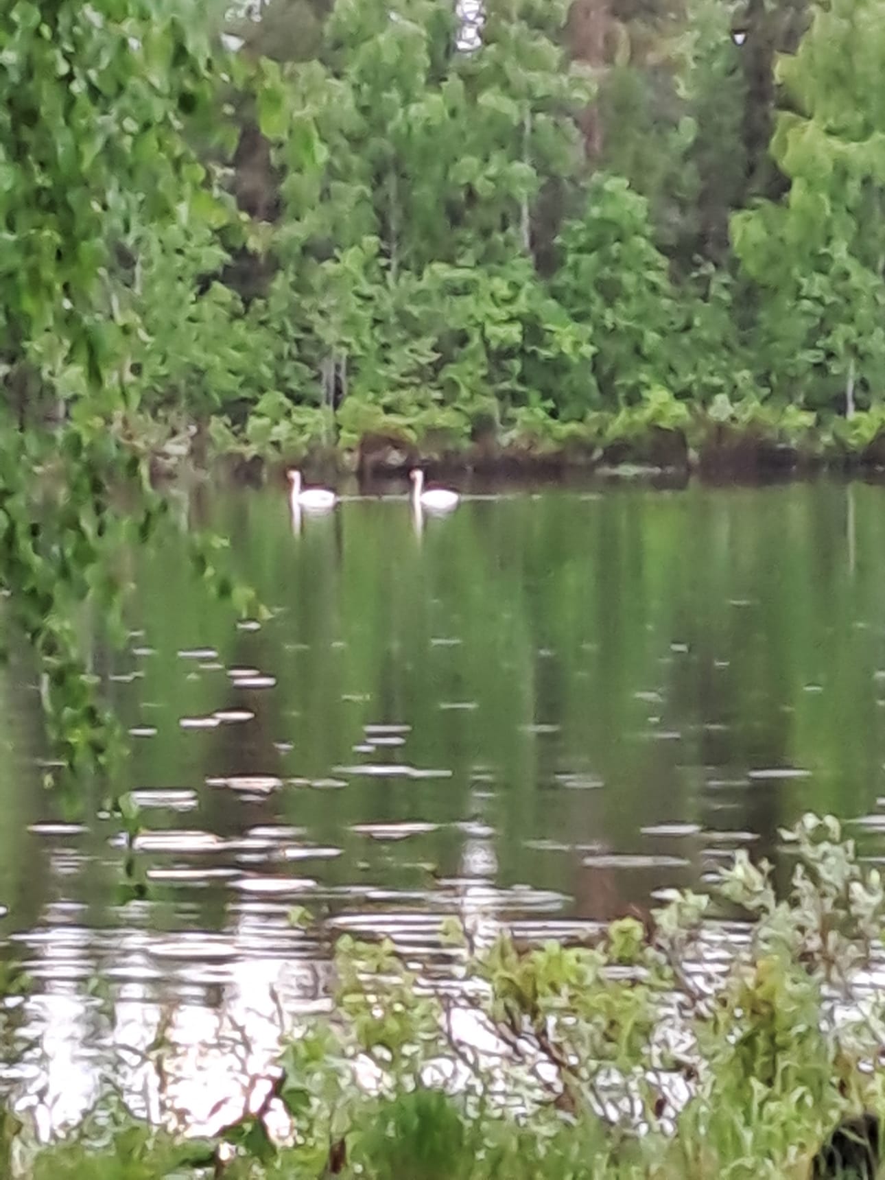 Joutsenet etsivät pesäpaikan puronsuulta.