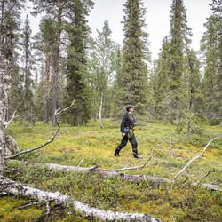 Luke: Suomi voisi suojella 350 000 hehtaaria arvokkainta metsämaata niin, ettei se juuri vaikuttaisi hakkuisiin