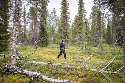 Luke: Suomi voisi suojella 350 000 hehtaaria arvokkainta metsämaata niin, ettei se juuri vaikuttaisi hakkuisiin