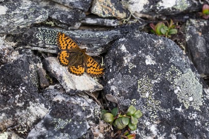 Harvinaisia perhosia havaittiin viime kesänä Pallas-Yllästunturilla ja Lemmenjoella