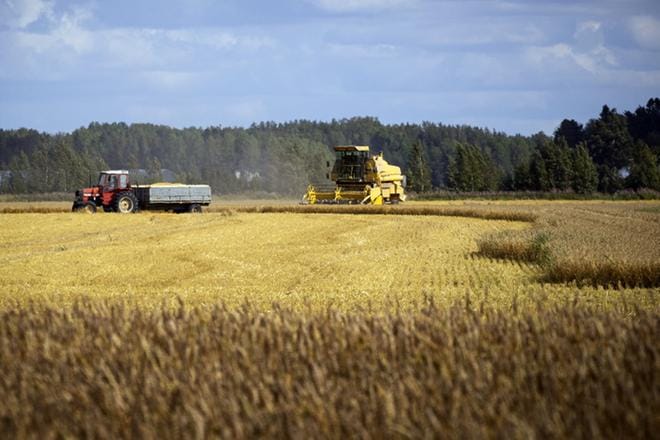 Kuivuus tai sateet ovat viivästyttäneet syyskylvöjen etenemistä eri puolilla maata. Ruis- ja syysvehnäsadon odotetaan olevan lähes koko maassa hyvä. Kuivuus ja tuholaiset ovat rokottaneet kevätöljykasvien satoa. KUVA: JARNO PELLINEN