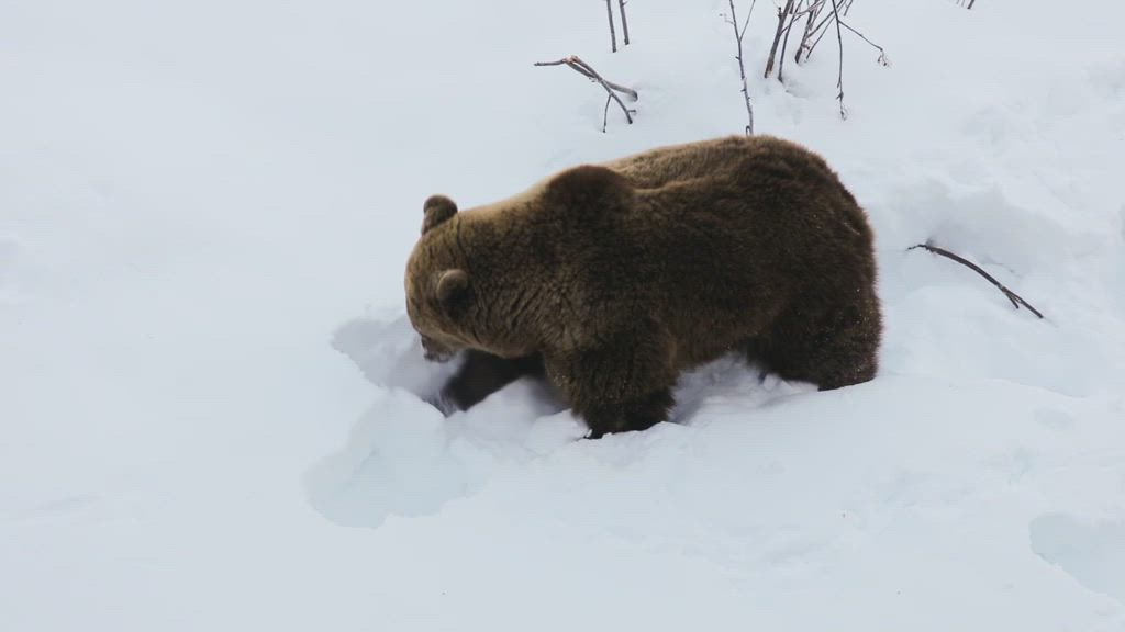 Ranuan karhut heräsivät