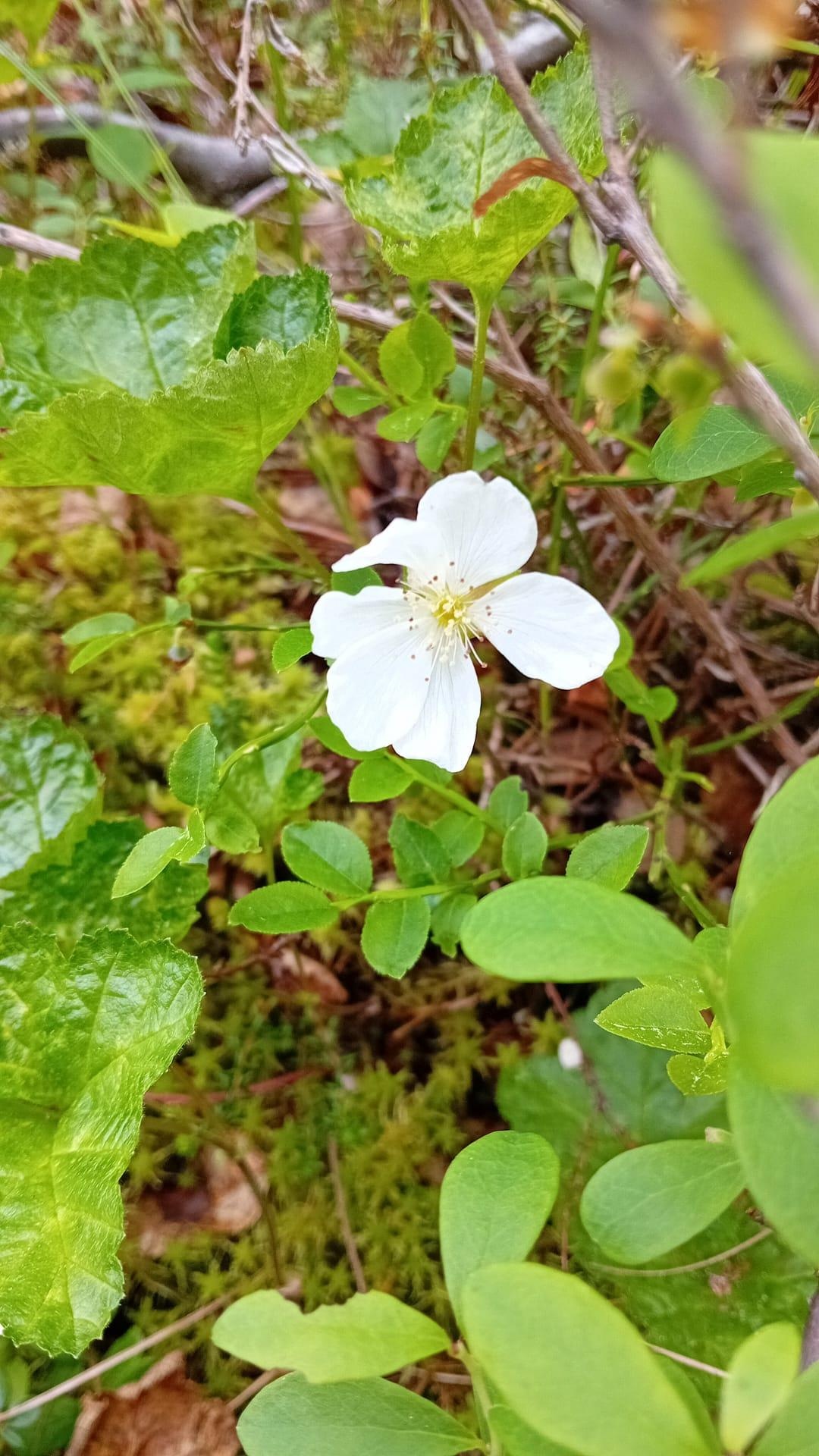 Heinäkuun 2025 lukijakuvat