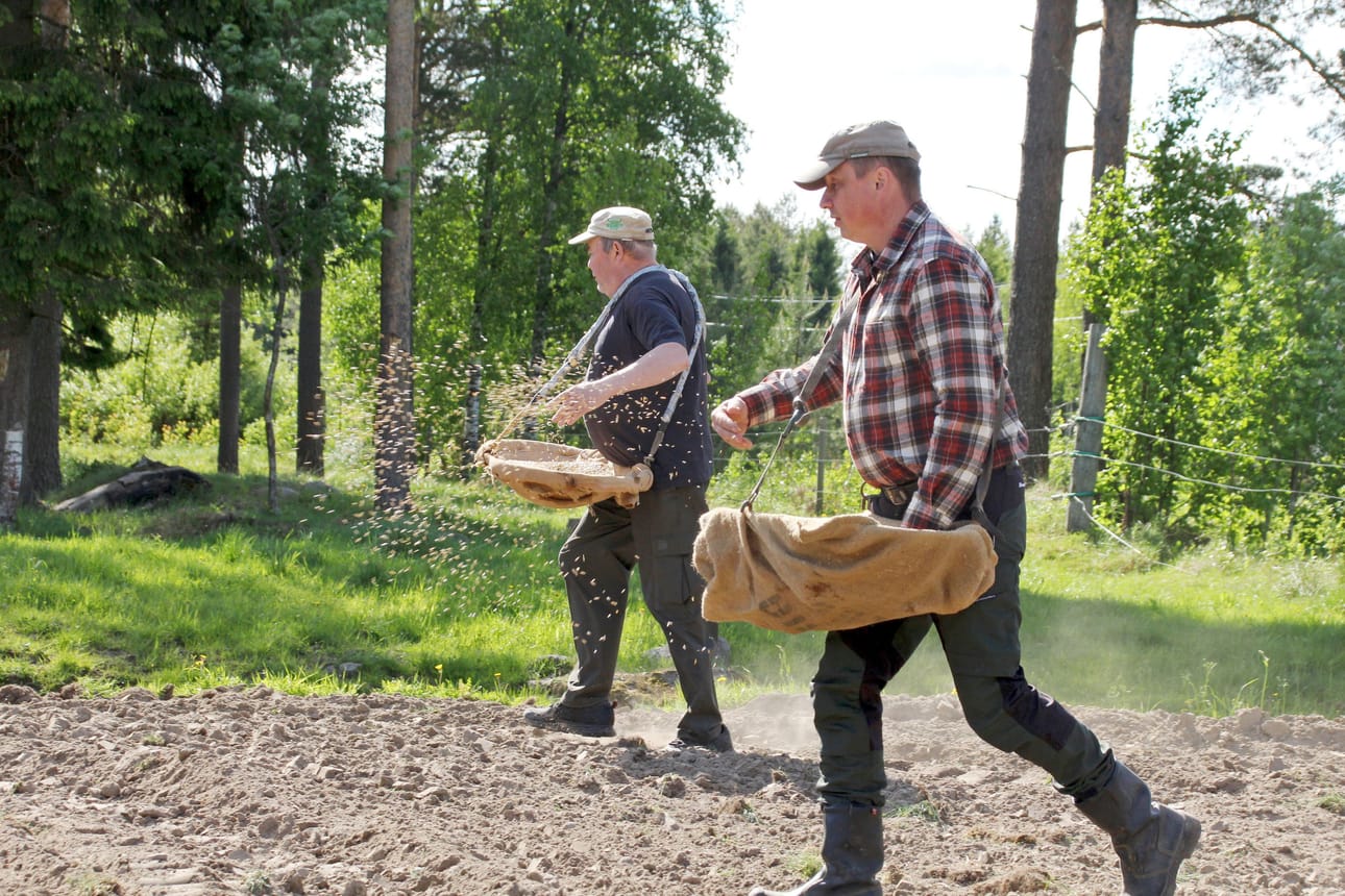 Jyvät lentävät Pasi Kukkosen (edessä) ja Erkki Rankisen kourista. Kasvun evääksi vasta kylvetty kaura sai toukosiunauksen.