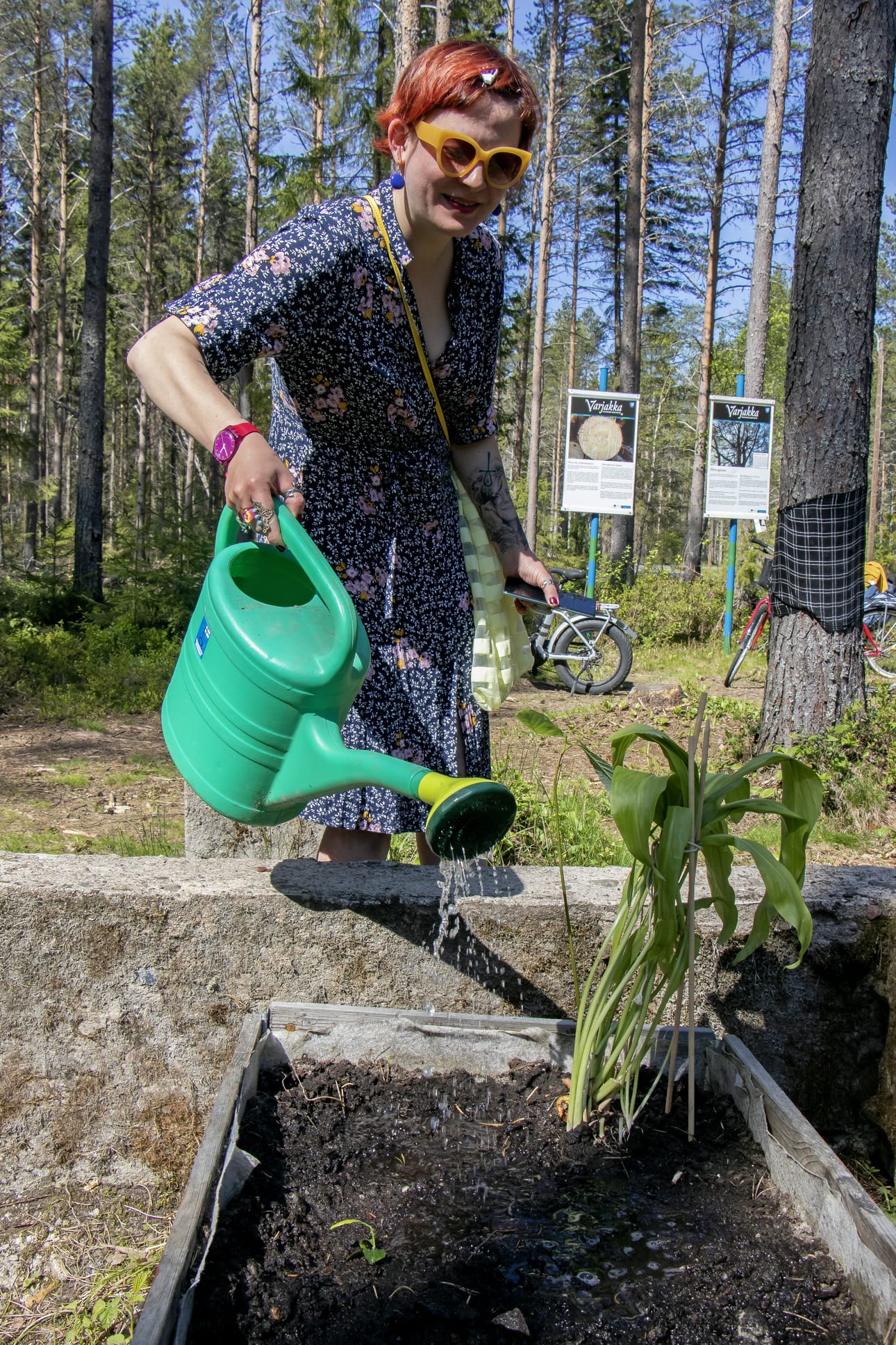 Lölä Florina Vlasenko kastelee omaa kasvilaatikkoaan Varjakan puutarhassa. Mullan alla itää monenlaisia kasveja, mutta kalla kasvaa jo korkealla.
