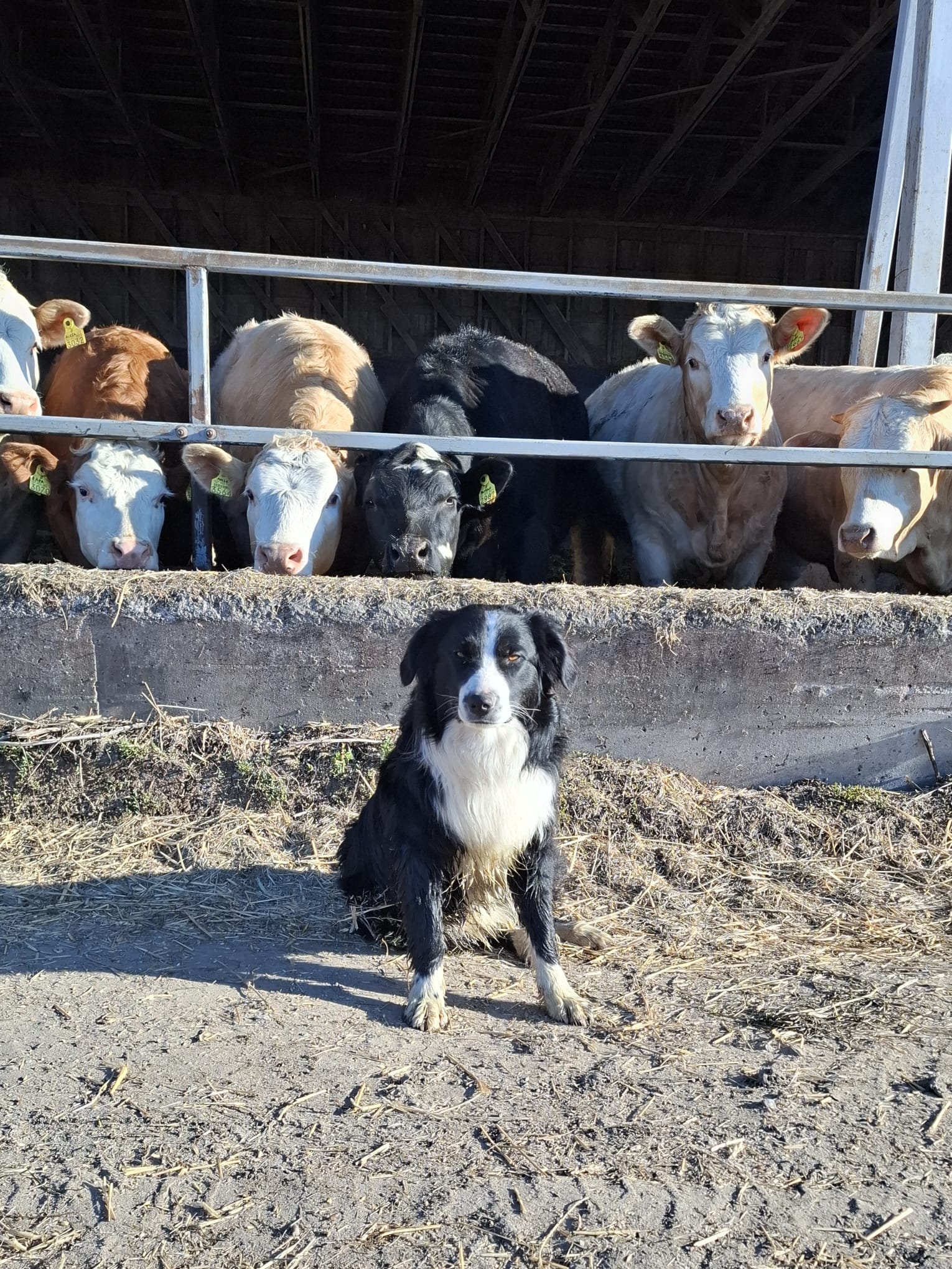 Antroma-maatilalla Siikajoella ahertaa Anna Widnäsin koira Hanski. Hanski on vähän päälle yksivuotias australianpaimenkoira.
