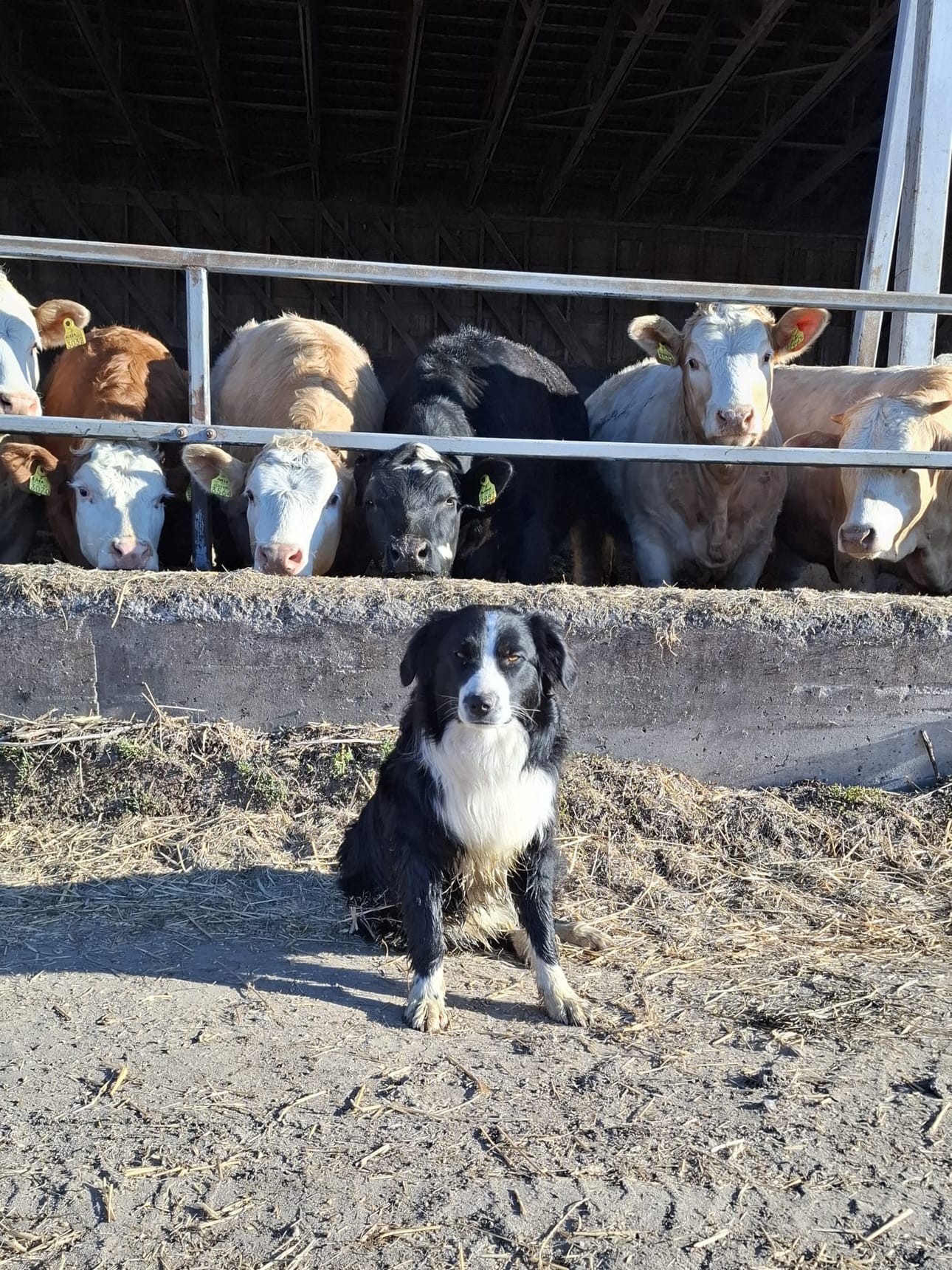 Antroma-maatilalla Siikajoella ahertaa Anna Widnäsin koira Hanski. Hanski on vähän päälle yksivuotias australianpaimenkoira.