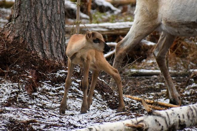 Nyt noin kolmen viikon ikäistä metsäpeuravasaa, kuten tätä tyttövasaa, emä suojelee vielä tarkasti. Tämä kuva on, kuten lumesta voi päätellä, otettu pian syntymän jälkeen. KUVA: OUTI SAARINEN/ÄHTÄRI ZOO