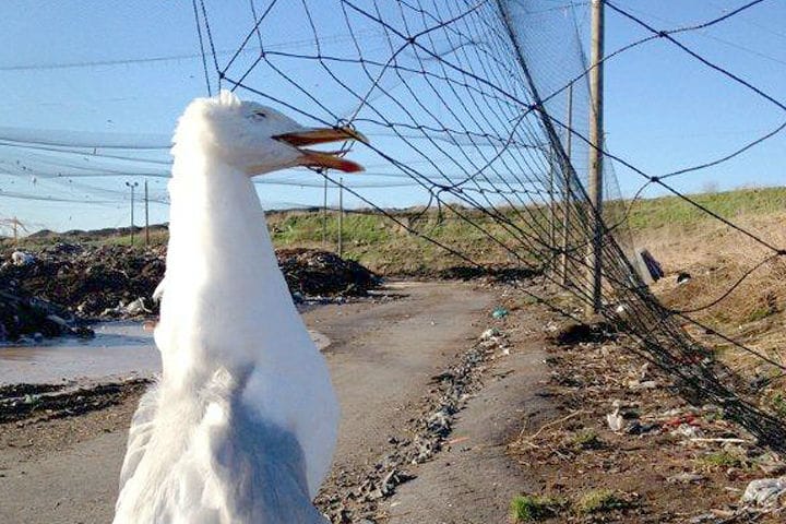 Ruskon kaatopaikan verkoista löytyi kymmenkunta harmaalokkia.