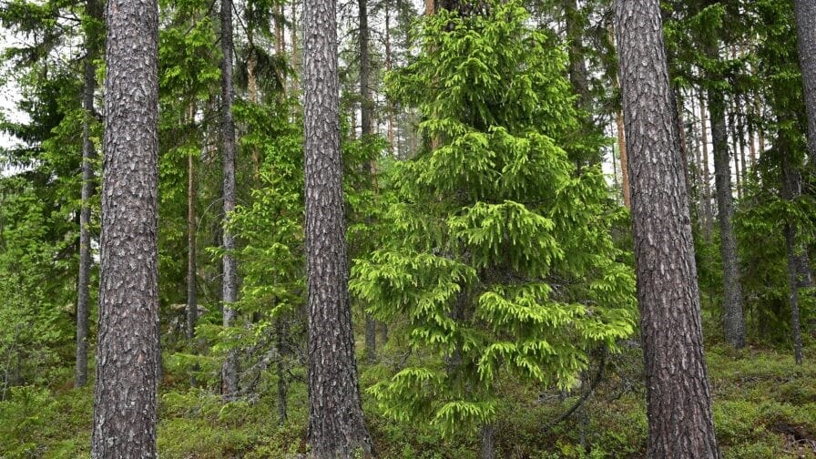 Myös taajamametsiin ollaan Vaasassa tyytyväisiä. Arkistokuva.