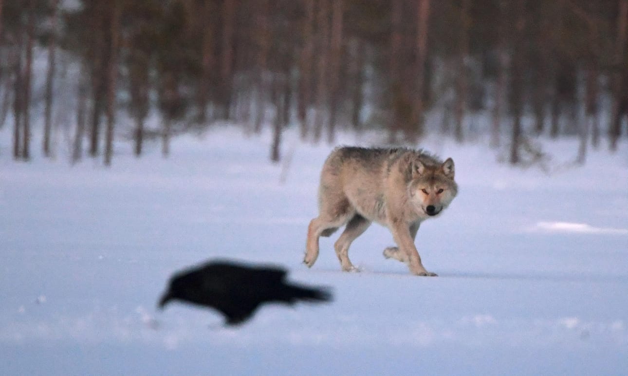 Suden kiintiömetsästys alkoi vuoden alussa. Ensimmäiset alueelliset kiintiöt saatiin täyteen parissa päivässä.