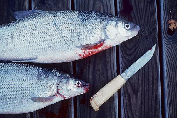 Siika, vaellussiika, kalanperkaus, perkaus, puukko, kala.