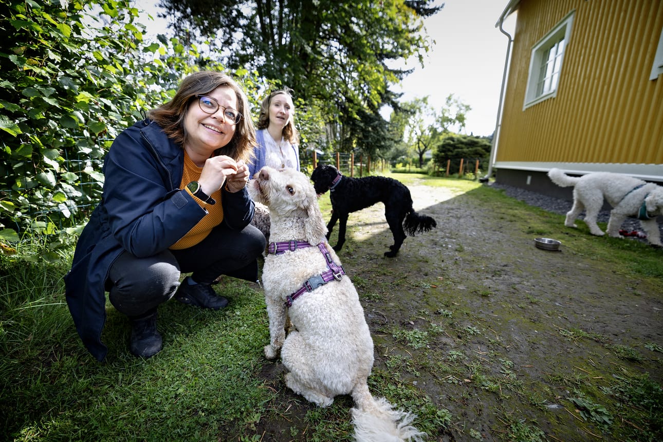 Seinäjokelaiset Anu Koivulahti (edessä) ja Laura Ekberg kuvailevat australianlabradoodleja ihmisrakkaiksi, kilteiksi ja helposti koulutettaviksi koiriksi.