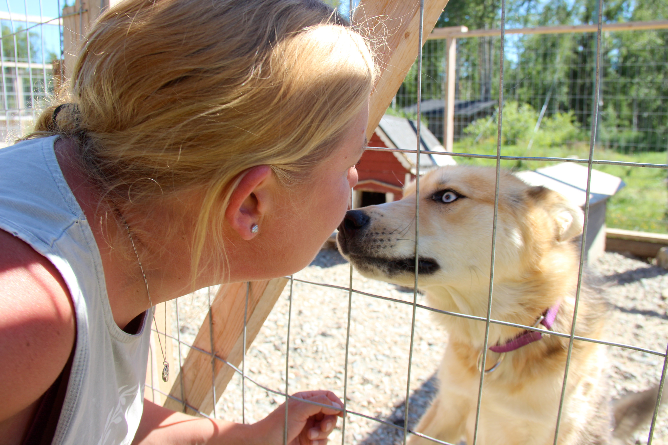 Rapsutuksia ja pusuja, kiitos! Huskyt tuntevat omistajansa. Jos Johanna on farmilta parin viikon lomalla, osa huskyista mököttää omistajalle hänen tultua kotiin.
