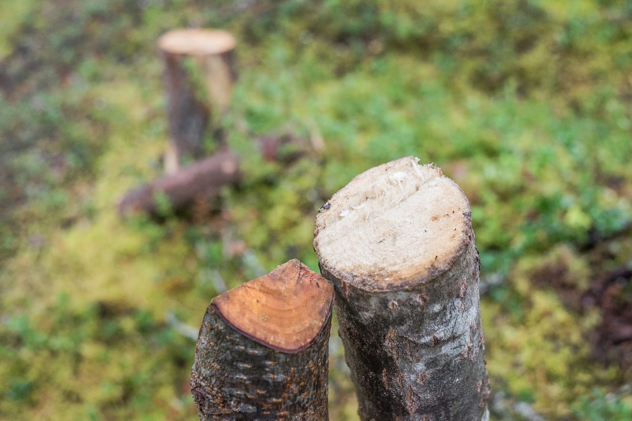 Tutkimus selvitti metsänomistajien arvoja.