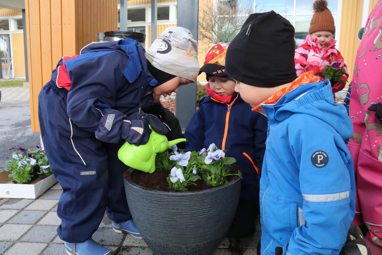 Ilja Mäntyniemi, Konsta Huhtala ja Remu Perämäki valitsivat pyöreään ruukkuun sinisiä kukkia. Ilja viimeisteli työn lorottamalla multaan vettä.