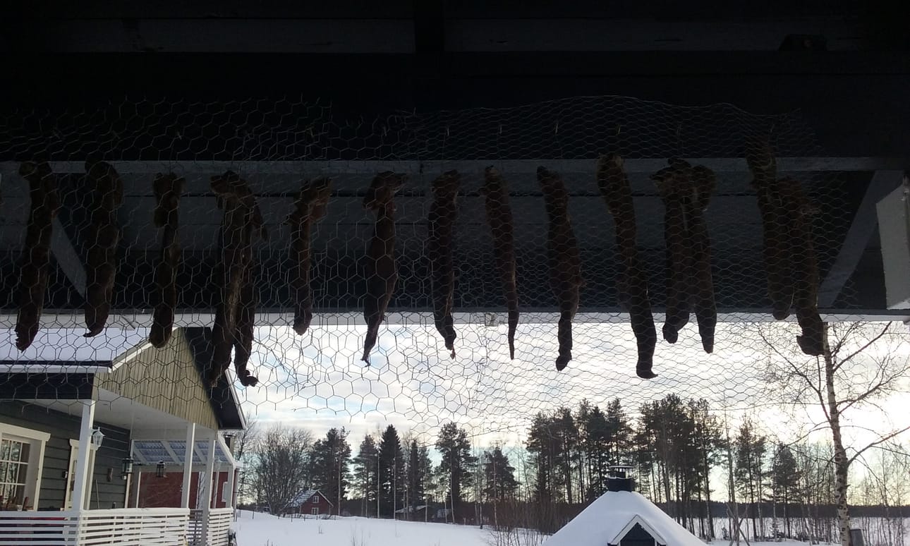 Poron sisäfileet valmiina. Viisi viikkoa ja kolme päivää meni.