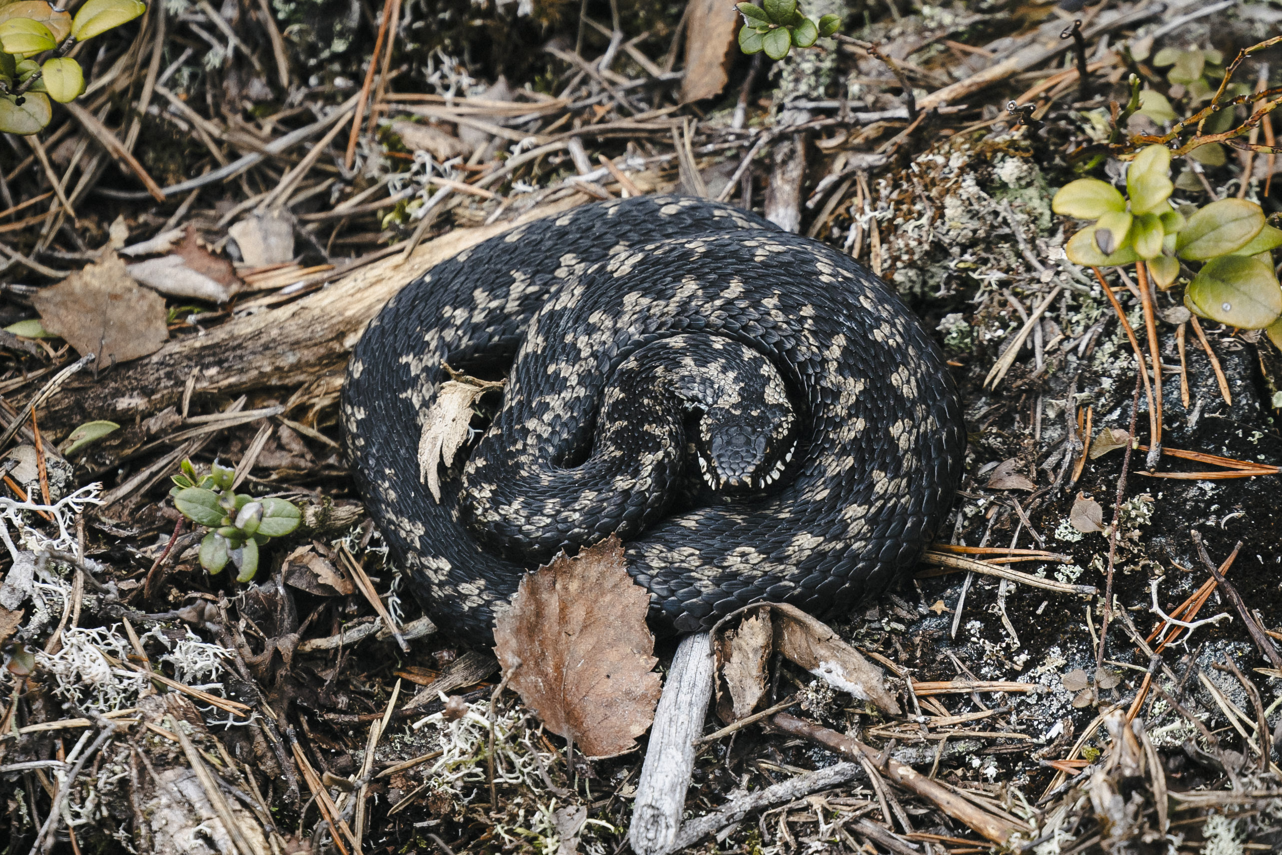 Kyyn puremaksi päätyy vuosittain lukuisia ihmisiä ja lemmikkejä, mutta purema ei yleensä ole vaarallinen.