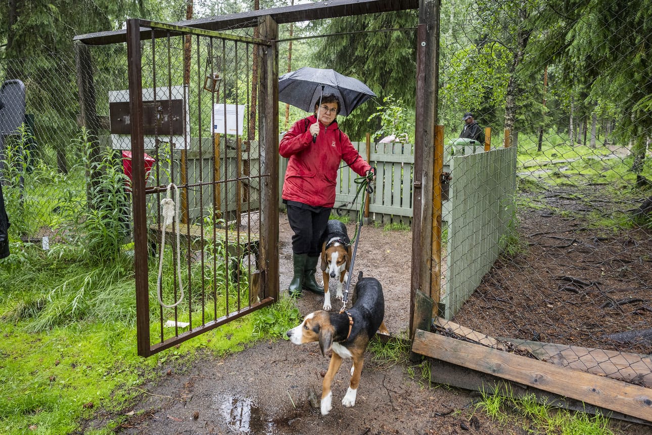 Anne Karjalainen käyttää suomenajokoiriaan Mitriä ja Topia säännöllisesti Ounasrinteen koirapuistossa, koska ne tarvitsevat paljon liikuntaa ja nauttivat leikeistä koirakavereiden kanssa.