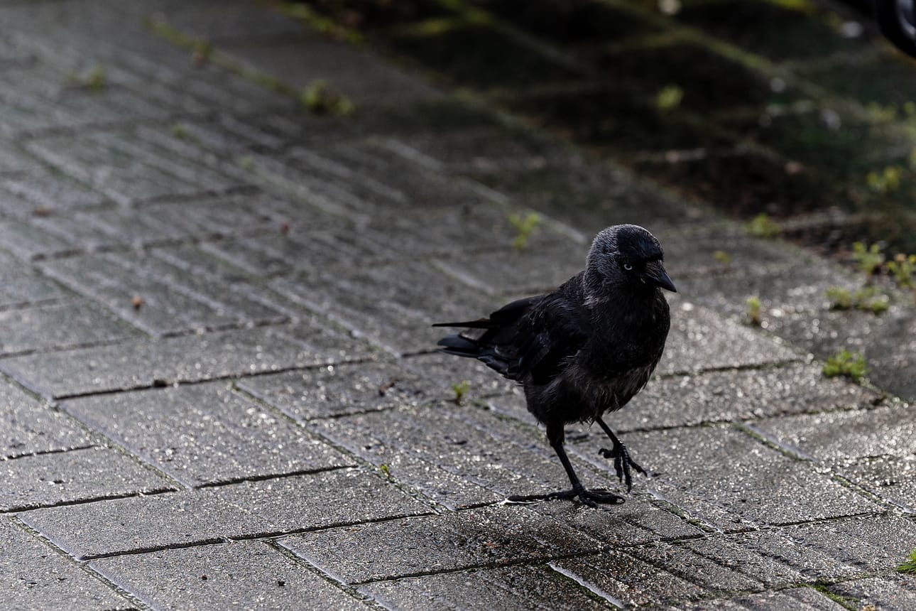 Naakka on yleistynyt Rovaniemellä ja koko maassa. Kekseliäs varsilintu sopeutuu urbaaniin kaupunkiympäristöön.
