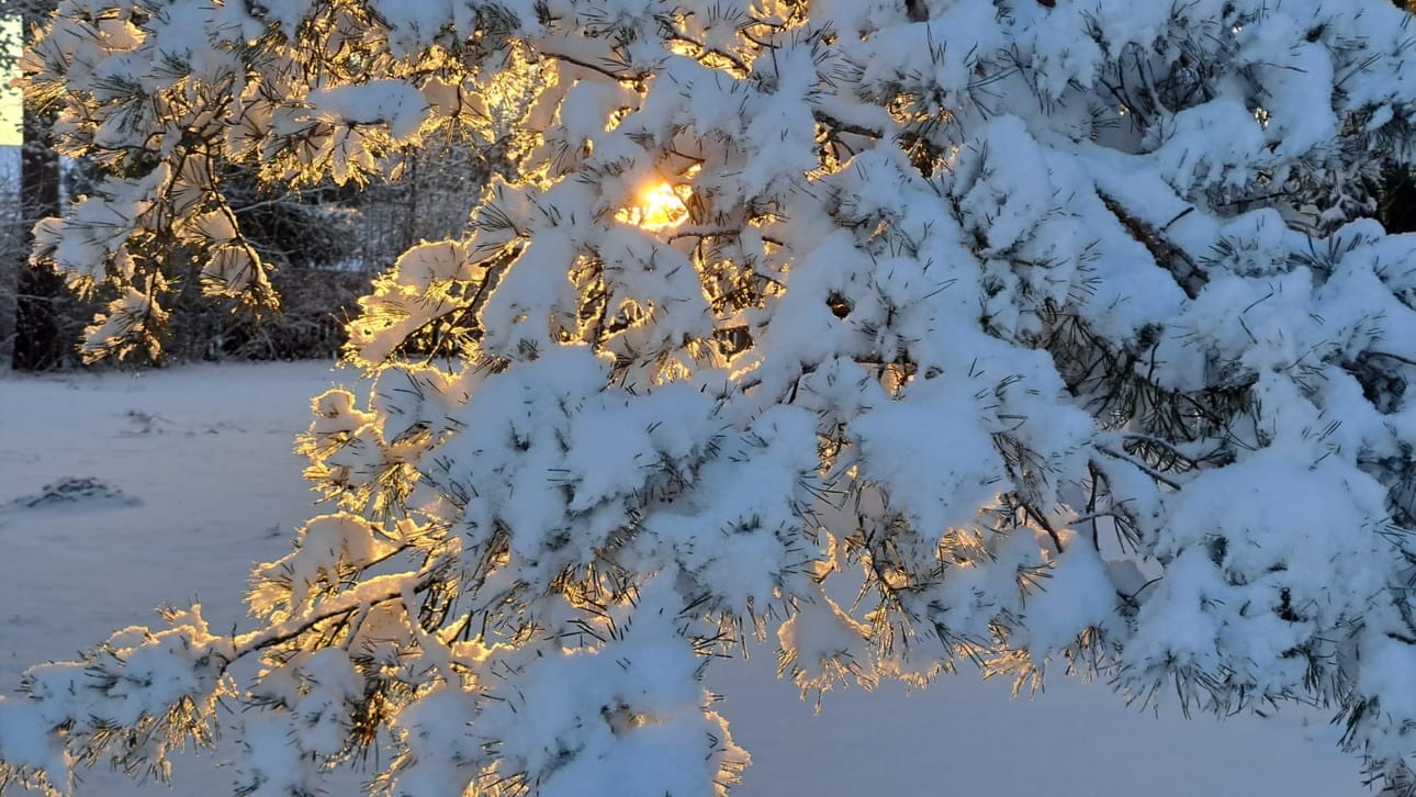Iltapäivän aurinko heijastuu lumisen männyn oksien läpi Kyröntien puistossa.