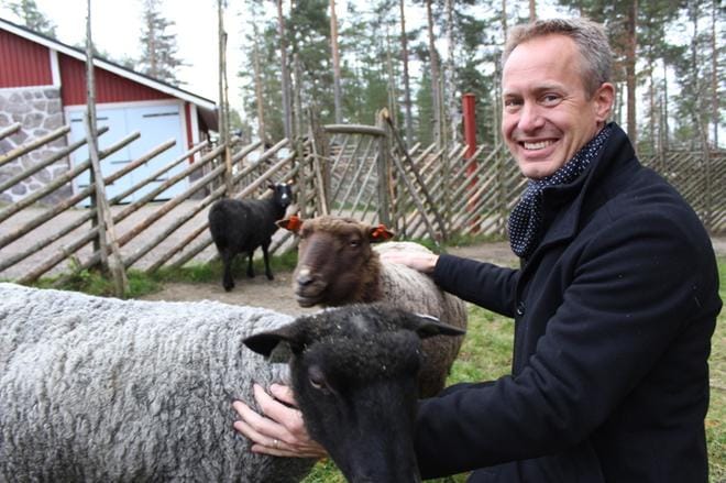 Suomenlampaat Tuutikki (vasemmalla) ja Kutitus riensivät oitis tervehtimään toimitusjohtaja Kimmo Studea, ja niin teki myös Mymmeli (taustalla) tovin tuumailtuaan. KUVA: REIJO HEIKKILÄ