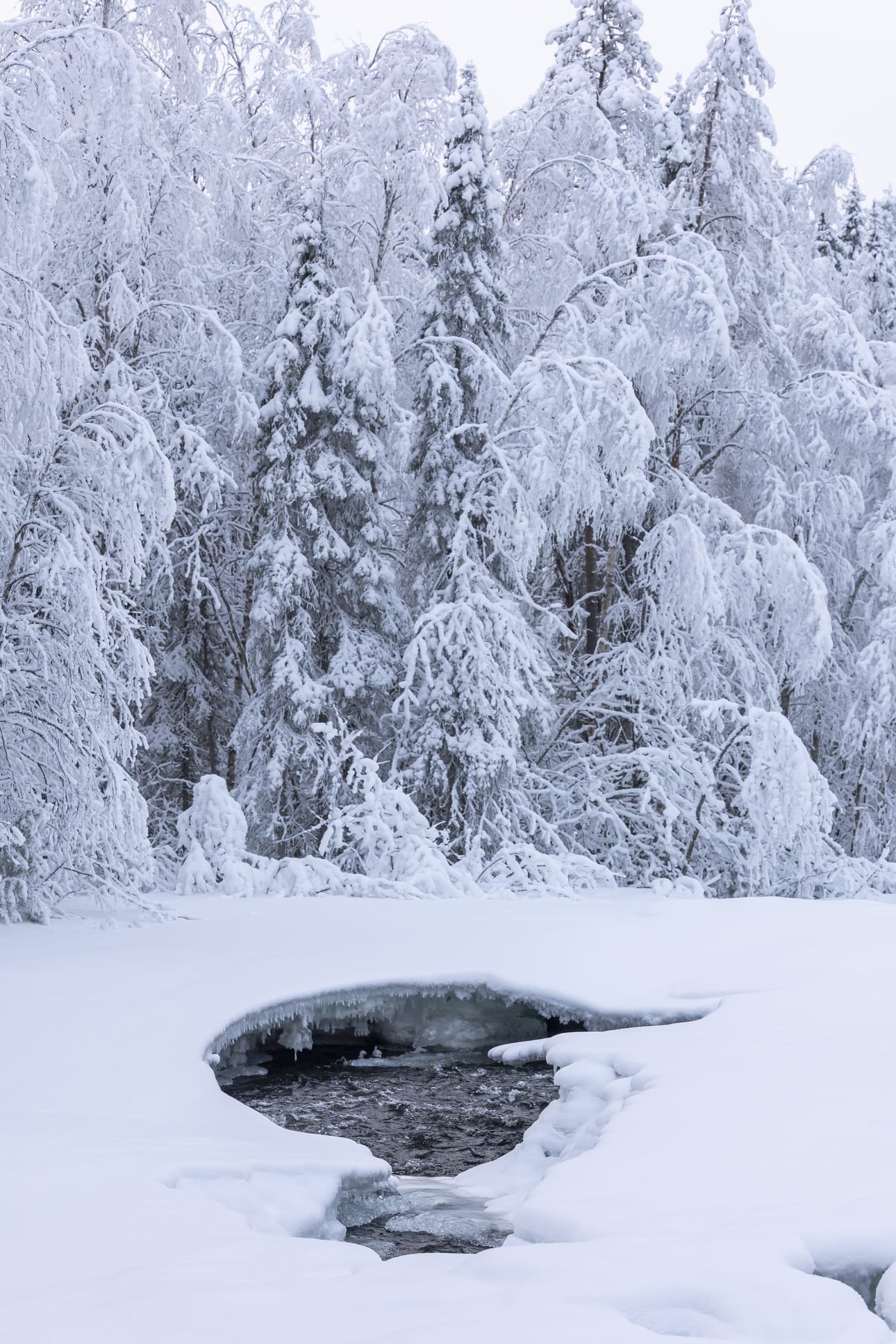 Jokivesien jääkansi vajoaa monin paikoin talven edetessä, ja tämä synnyttää petollisia onkaloita. Kuva on Kitkajoen putaalta Myllykosken Putaansaaren itäpuolelta.