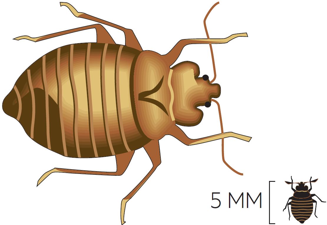 Seinälude eli lutikka on 5,5 millimetrin kokoinen. Imettyään verta se on hieman pidempi ja ruskea.