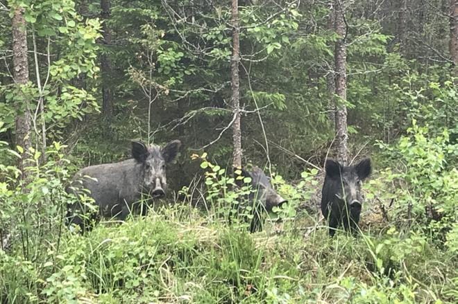 Ohrikylässä liikkunut villisikojen lauma ei pelännyt ihmisiä. KUVA: TIINA SAARANLUOMA