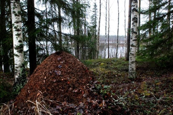 Kekomuurahaisten eri lajikkeita ja levinneisyyttä päästään parhaiten tutkimaan kansalaisten yhteistyöllä. ARKISTOKUVA: PEKKA RAJALA