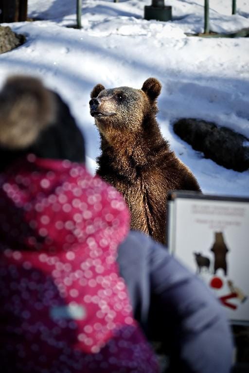 Ähtärin eläinpuiston karhujen kevätrieha kerää monenikäisiä katsojia. Kaksi vuotta sitten karhut tassuttelivat kevääseen aivan helmikuun lopussa. Arkistokuva.