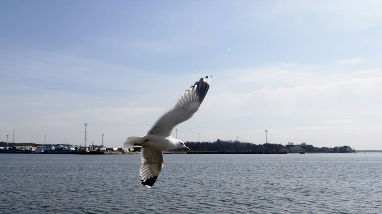 Suomessa todettiin aiemmin tässä kuussa vuoden ensimmäinen lintuinfluenssan aiheuttama luonnonvaraisten lokkien joukkokuolema. LEHTIKUVA / Vesa Moilanen