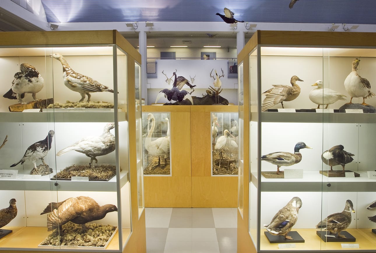 Oulun yliopiston eläinmuseo.