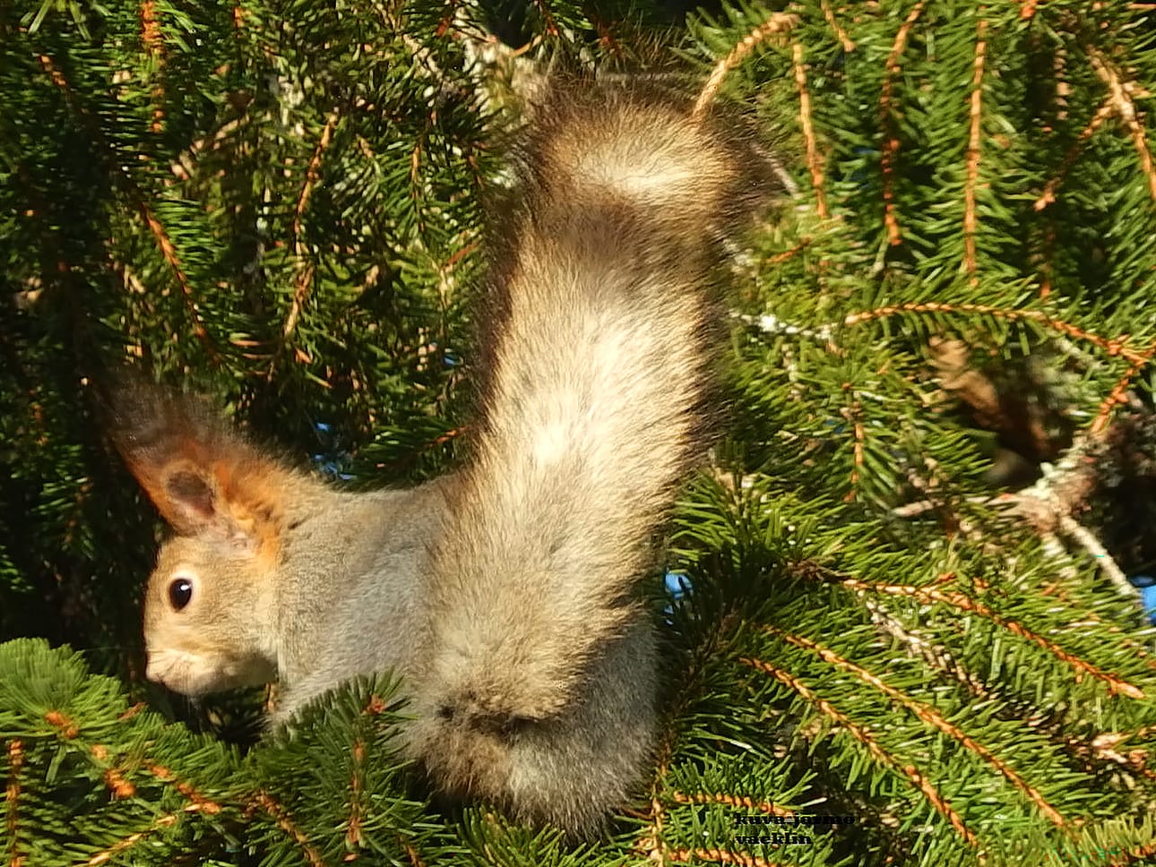 Orava on Hirvijoen metsien runsaimpia nisäkkäitä. Alkujaan se on ollut pelkästään havumetsien asukki, mutta hiljalleen orava on hyväksynyt myös puistot ja puutarhat asuinpaikoikseen.