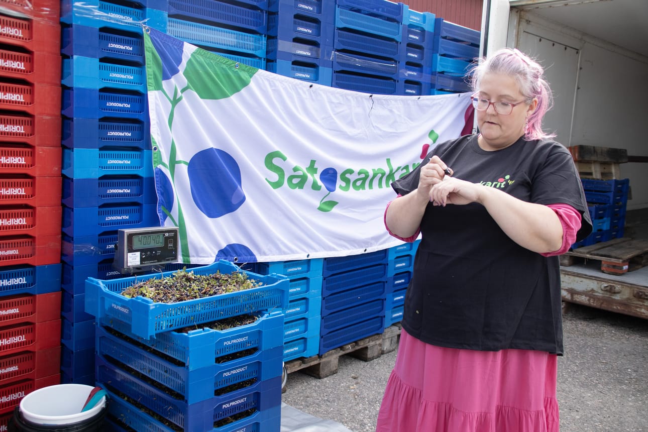 Sanna Viljanen on Rantsilan marja-asemalla ottamassa mustikoita vastaan ja poimijoille maksun.