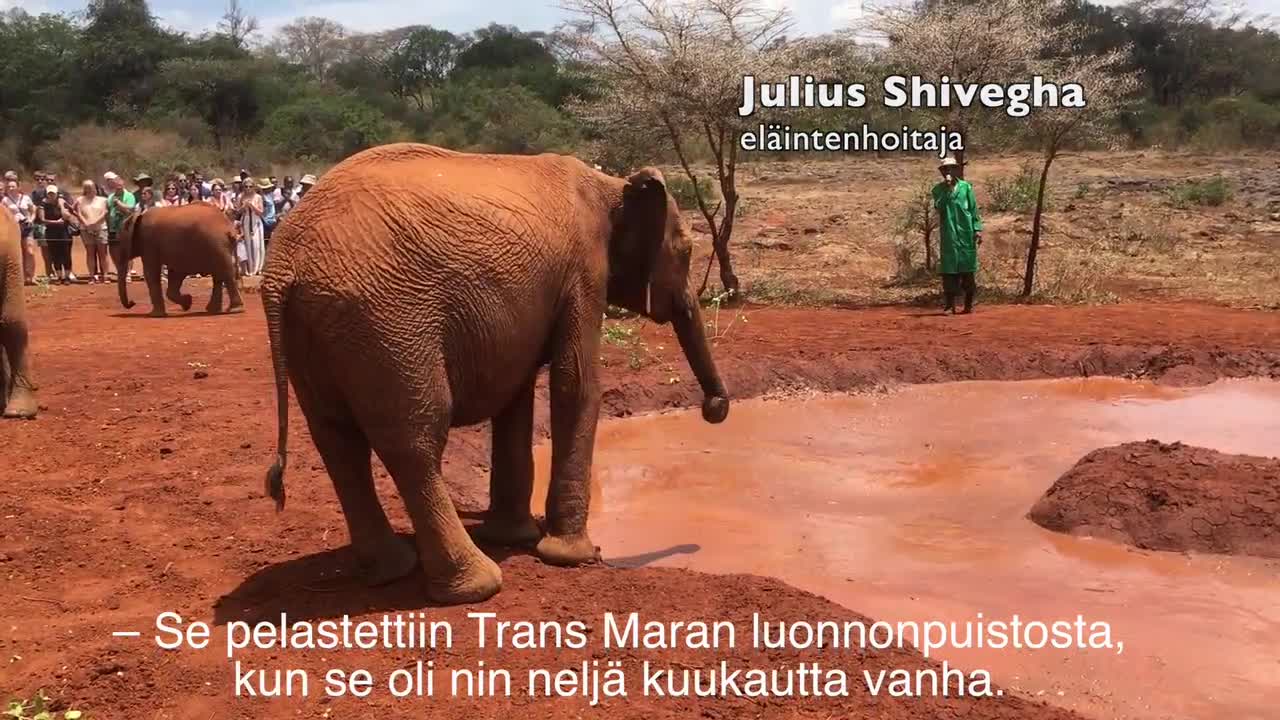 Elefanttien orpokodissa Nairobissa Keniassa