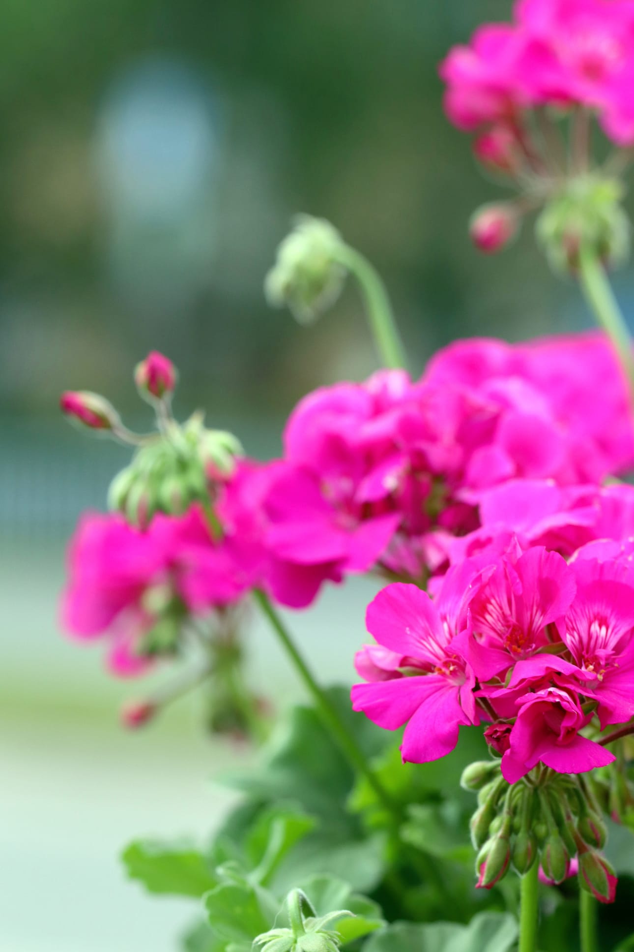 Pelargoniat kauniina.