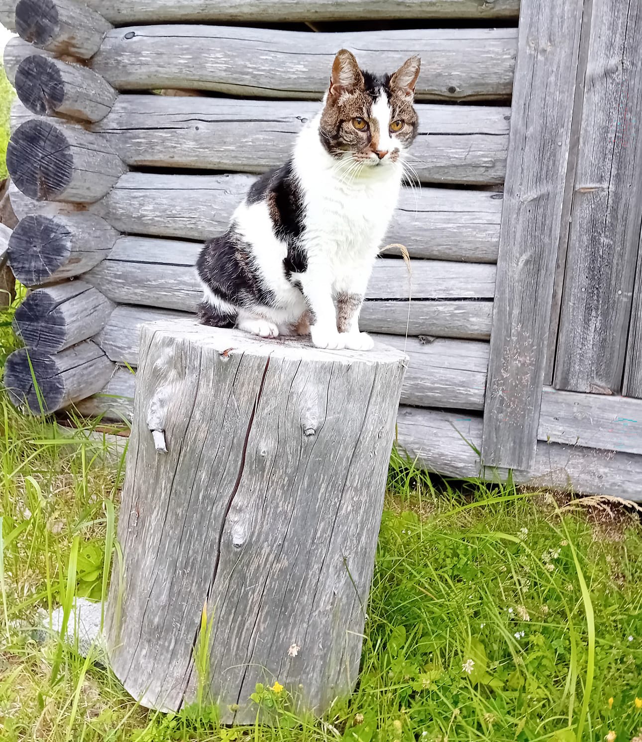 Sisun leppoisat kissanpäivät täyttyvät levosta, ruokailuista ja myyräjahdista.