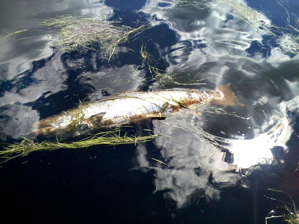 Pudasjärveläinen Marko Ervasti kuvasi kuolleena löytämänsä lohen Parkkilan sillan lähellä Pudasjärven Hirvaskoskella. Läheltä löytyi toinen samanlainen ja kolmas Ervastinkylästä Ojalanlammilta.