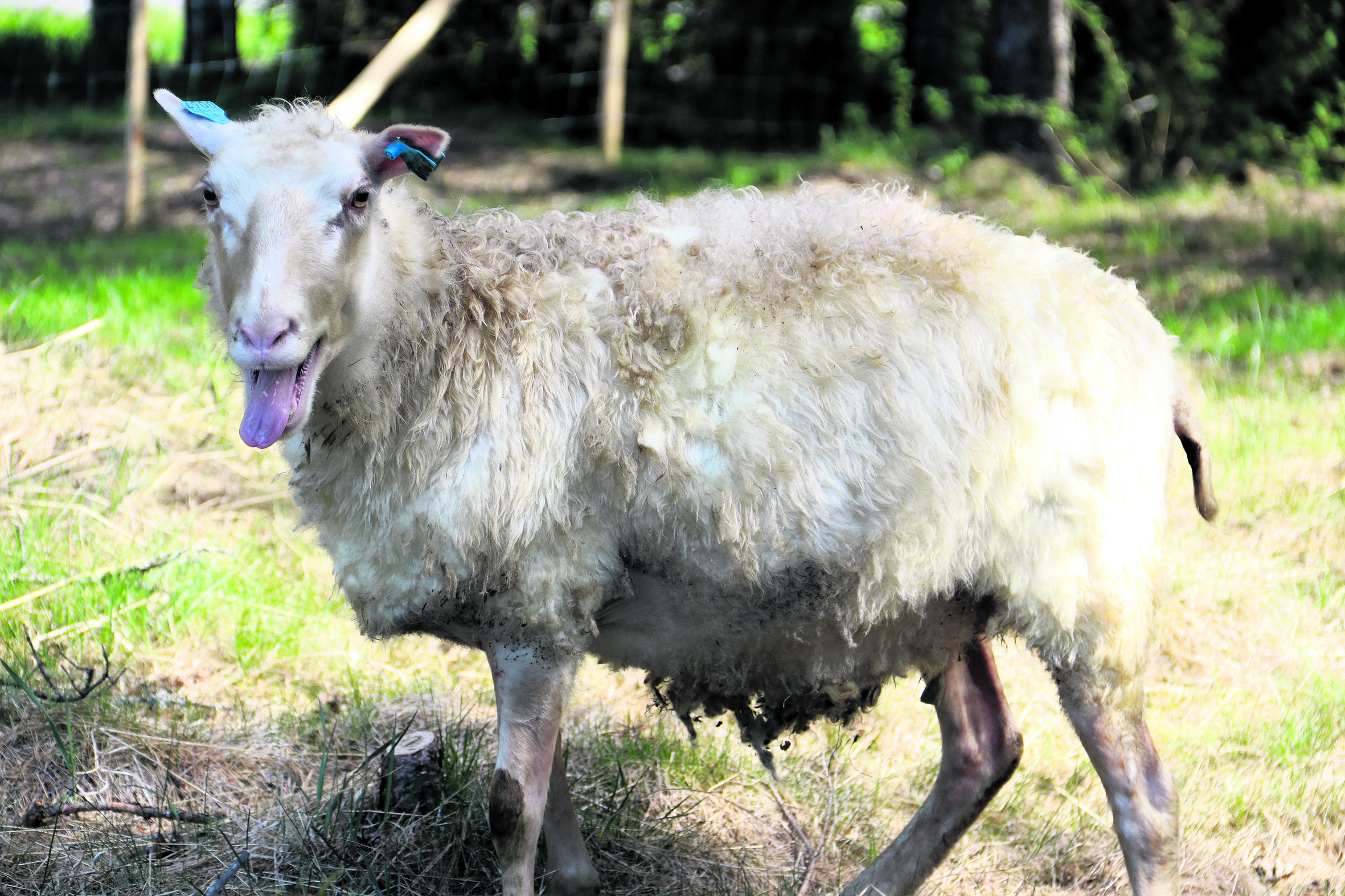 Lammas nimeltään Päivi on joukon kunkku, mutta silti se ei ole luonteeltaan mahdoton. Kova se kuitenkin on määkimään (yllä).    Kun lampaat saapuivat hakaan ensimmäistä kertaa, ne lähtivät lähes välittömästi kiertämään sitä. Edes Joonas Mikkosen tarjoamat herkut eivät saaneet niitä pysähtymään. Päivi-lammas kävi kuitenkin nuuhkaisemassa, mitä paimenene kädestä löytyi.
