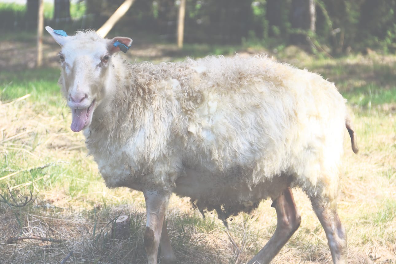 Lammas nimeltään Päivi on joukon kunkku, mutta silti se ei ole luonteeltaan mahdoton. Kova se kuitenkin on määkimään (yllä). Kun lampaat saapuivat hakaan ensimmäistä kertaa, ne lähtivät lähes välittömästi kiertämään sitä. Edes Joonas Mikkosen tarjoamat herkut eivät saaneet niitä pysähtymään. Päivi-lammas kävi kuitenkin nuuhkaisemassa, mitä paimenene kädestä löytyi.