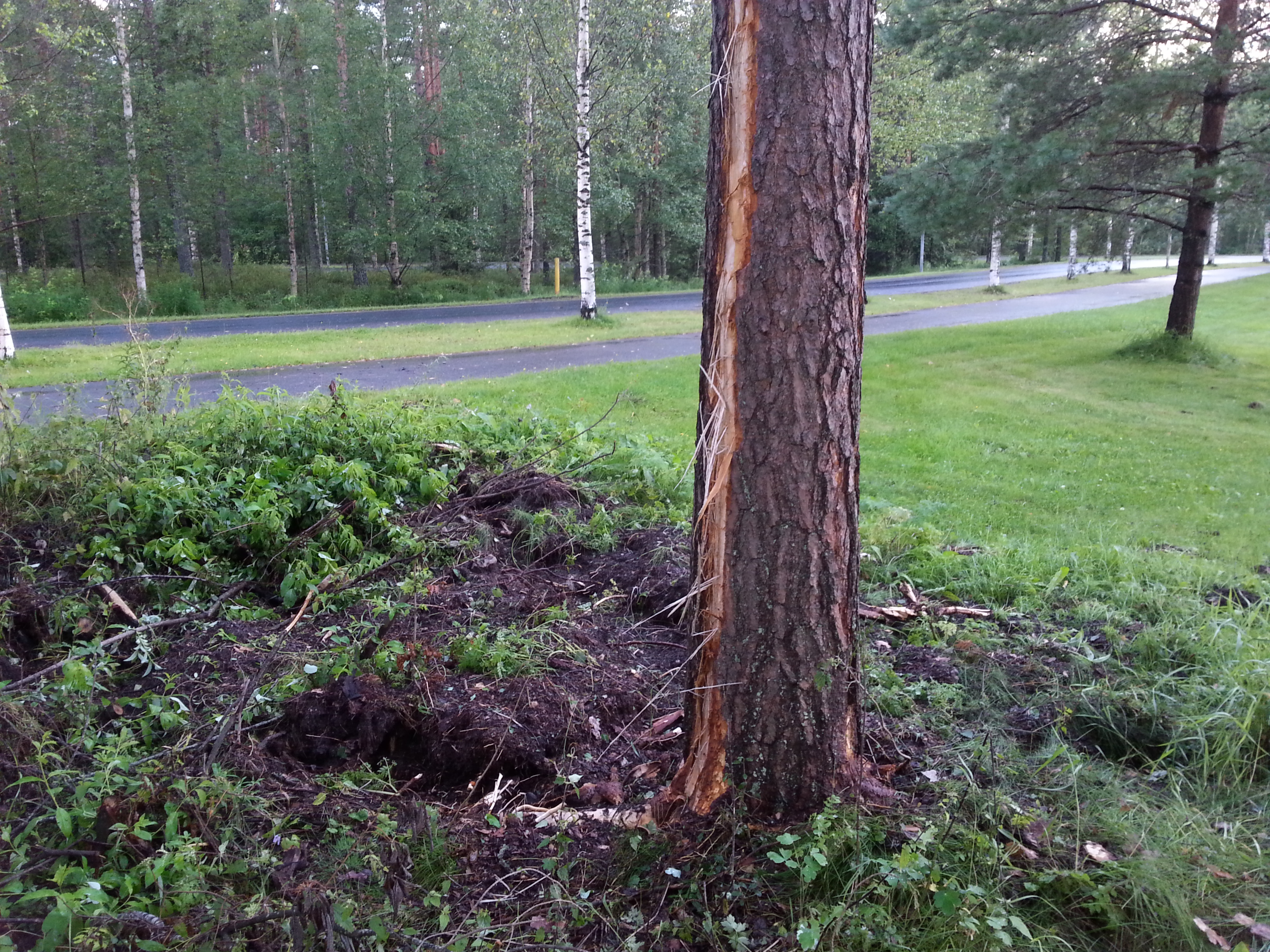 Salama iski männyn juureen Maikkulassa ja kuori puusta kaarnat pois.