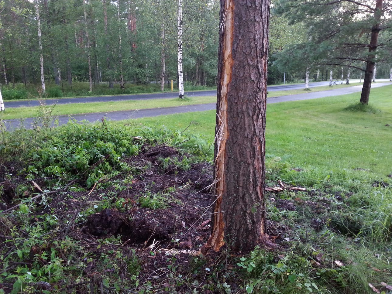 Salama iski männyn juureen Maikkulassa ja kuori puusta kaarnat pois.