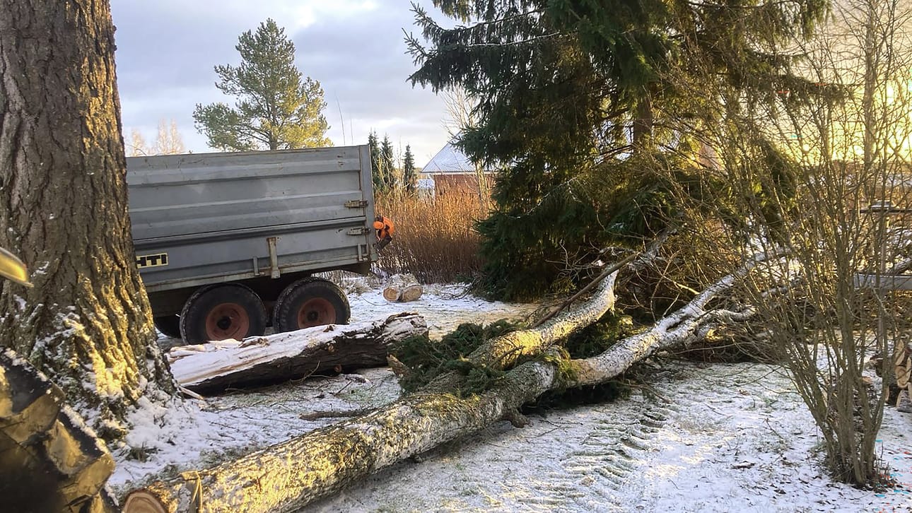 Vakuutusyhtiön neuvo kuuluu, että lisävahinkojen välttämiseksi on hyvä miettiä, kannattaako raivaajaksi pestata ammattilainen.