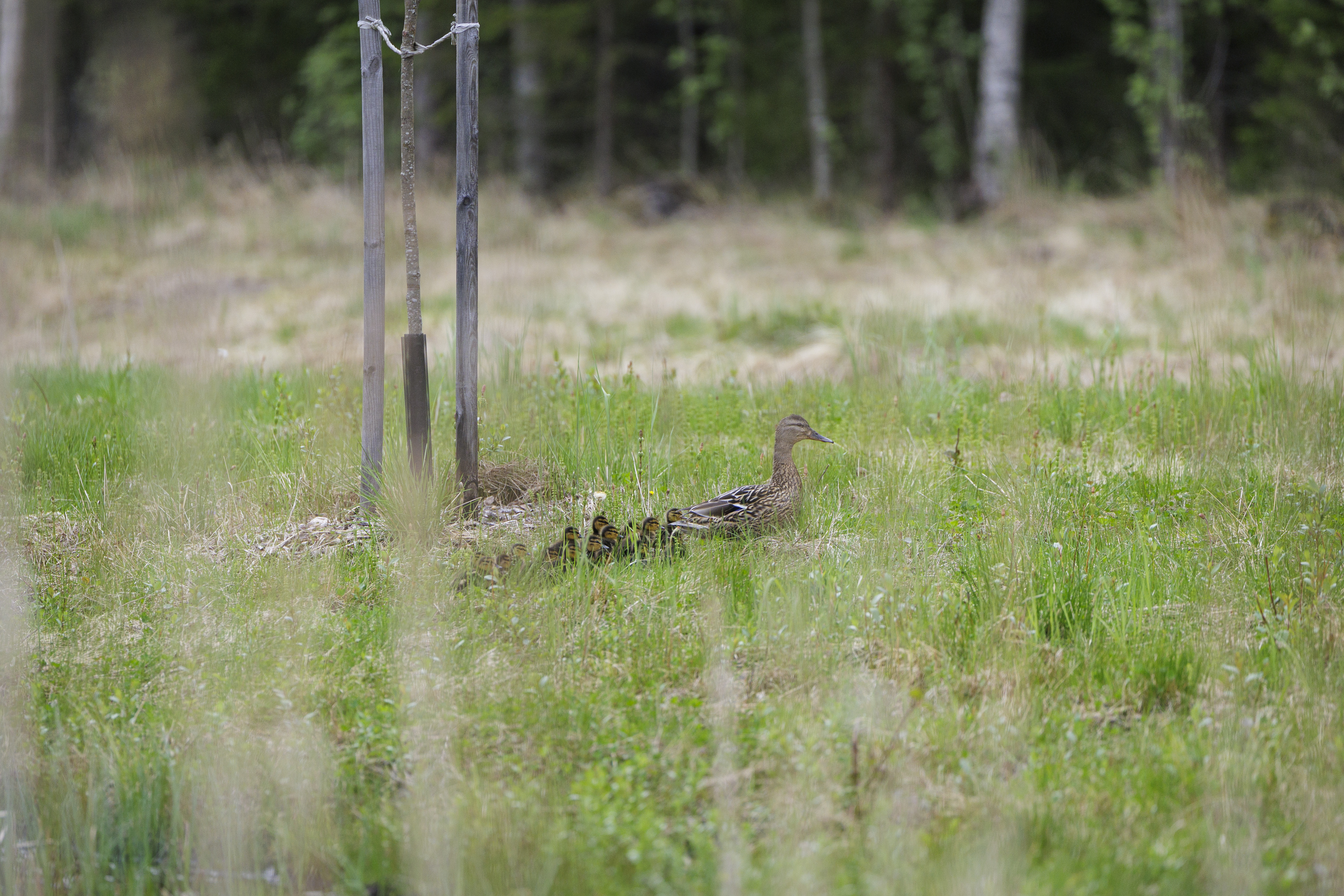 Otsonkujan päässä näkyi maanantaiaamuna enää sorsaemo perässään pitkä rivi poikasia.
